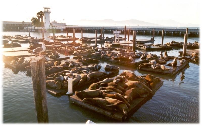 Seals, San Francisco America.jpg
